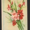 CPI (B9499) FELICITARE - GLADIOLE