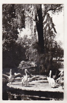 bnk cp Bucuresti - Vedere din Gradina Cismigiu - circulata foto