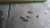 Cleme far VW Passat 3B, Volkswagen, PASSAT (3B3) - [2000 - 2005]