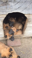 Vand Pui Ciobanesc Belgian Malinois foto