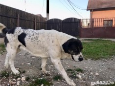 Monta ciobanesc asia centrala - in brasov foto