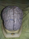 Creier craniu pe stativ,creier uman didactic,T GRATUIT