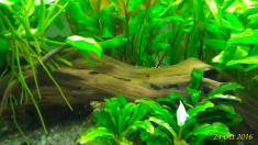 Pesti acvariu Platy (Xiphophorus Maculatus) pui sau adulti si plante foto