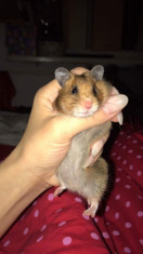 Ofer spre adoptie hamsterita cu tot cu o cusca speciala!!! foto