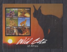 GHANA 2015 FELINE foto