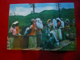 Ilustrata Sri Lanka - Preparatoare de Ceai, Necirculata, Fotografie