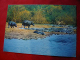 Ilustrata - Fauna - Africa - Bivoli printre Crocodili, Circulata, Fotografie