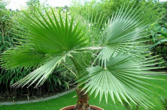 Seminte rare de Palmier Washingtonia filifera 50 seminte foto