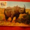 Maxima - Fauna - Rinocer 1988 DDR