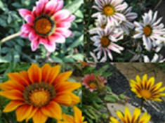 Gazania seminte 4 culori mix - 500 seminte-2gr foto