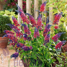 Buddleja davidii Flower Power - liliac de vara multicolor foto