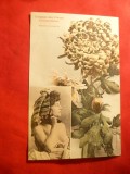 Ilustrata - Limbajul Florilor - Crizanteme , cu nud