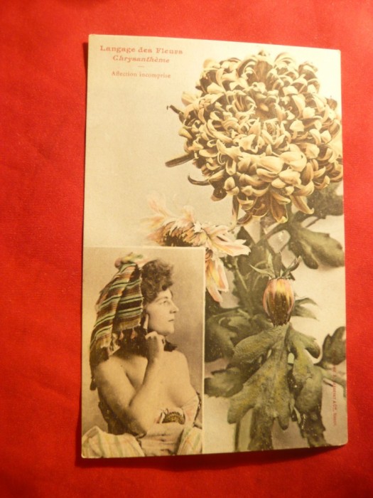 Ilustrata - Limbajul Florilor - Crizanteme , cu nud
