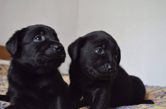 Pui Labrador Retriver negru cu pedigree ( rasa pura) foto