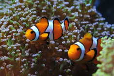 Amphiprion ocellaris pair foto