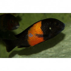 Tropheus sp. Black Bemba foto