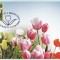 5997 - Romania 2006 - carte postala maxima