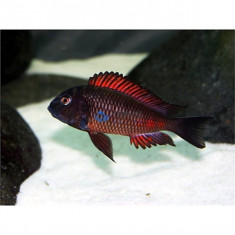 Tropheus sp. Red Moliro foto