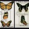 Sao Tome 1992 fauna fluturi MI bl.294,295 stamp.
