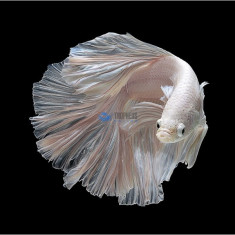 Betta splendens white foto