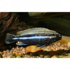 Melanochromis auratus foto