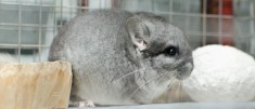 chinchilla chinchila cincila sinsila foto