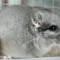 chinchilla chinchila cincila sinsila