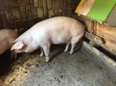 Porc de vanzare foto