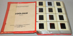 lot 120 diapozitive - Zoologie, clasa a VI-a - 1986 foto