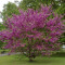 Cercis siliquastrum ? Arborele de Iudeea