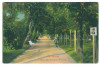 4042 - TURNU-SEVERIN, Park, Romania - old postcard - unused, Necirculata, Printata