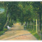 4042 - TURNU-SEVERIN, Park, Romania - old postcard - unused
