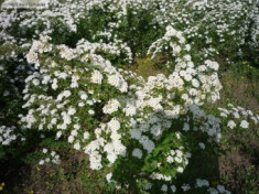 Spiraea Vanhouttei ( 5 bucati ) foto