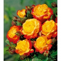 Trandafir Rumba (Talie mica , 50cm) foto