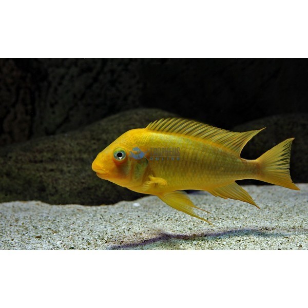 Petrochromis sp. Moshi Yellow foto mare Petrochromis sp. Moshi Yellow foto mare