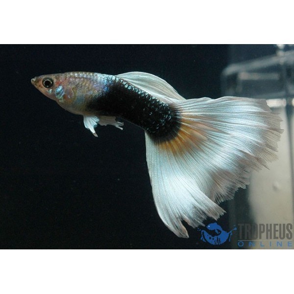 Poecilia reticulata Half Black White foto mare Poecilia reticulata Half Black White foto mare