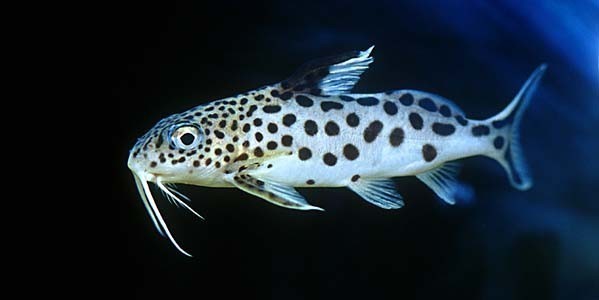 Synodontis multipunctatus foto mare Synodontis multipunctatus foto mare