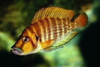 Altolamprologus compressiceps Kigoma foto mare Altolamprologus compressiceps Kigoma foto mare