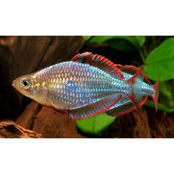 Melanotaenia praecox foto mare Melanotaenia praecox foto mare