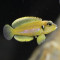 Lamprologus ocellatus gold