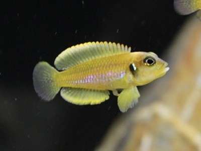 Lamprologus ocellatus gold foto mare Lamprologus ocellatus gold foto mare