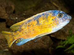 Labeotropheus fuelleborni Katale foto