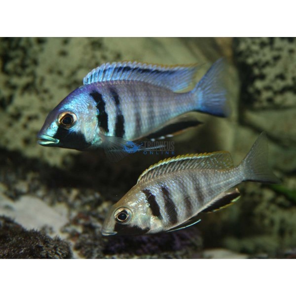 Placidochromis electra Likoma foto mare Placidochromis electra Likoma foto mare