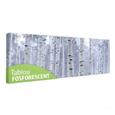 Tablou fosforescent Padure de mesteacan foto