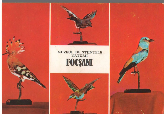 CPI (B9116) CARTE POSTALA - FOCSANI. MUZEUL DE STIINTELE NATURII