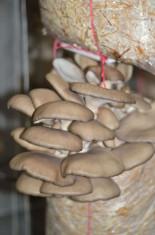 Vand ciuperci pleurotus ecologice foto