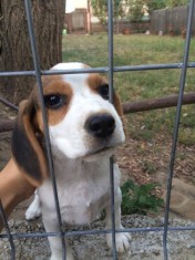 Pui Beagle spre adoptie foto