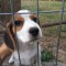 Pui Beagle spre adoptie