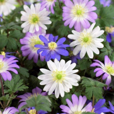 Bulbi Anemone Blanda mixed foto