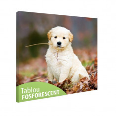 Tablou fosforescent Pui dragut foto